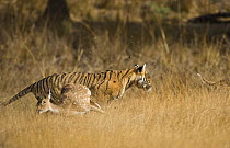 Bengal tiger (Panthera tigris tigris) female charging at Sambar deer and deer running away, Ranthambore NP, Rajasthan, India (non-ex)