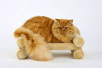 British Longhair Cat, tomcat, red / Highlander, Lowlander, Britanica, resting on toy chair