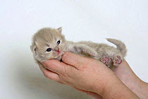 British Longhair Cat, kitten held in hand, 18 days / Highlander, Lowlander, Britanica