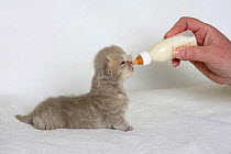 British Longhair Cat, kitten feeding from bottle, 18 days / Highlander, Lowlander, Britanica