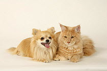 Maine Coon Cat, tomcat, cream-tabby-classic, and Chihuahua dog, longhaired