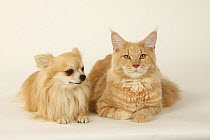 Maine Coon Cat, tomcat, cream-tabby-classic, and Chihuahua dog, longhaired