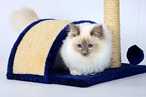 Birman, Sacred Cat of Burma, lilac-point, tomcat in stratch board, 7 month