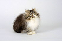 Persian Cat, kitten, 12 weeks, black-tabby-white