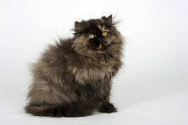 Persian Cat, kitten, 12 weeks, black-tortie-white