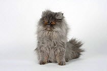 Persian Cat, tomcat, blue-smoke