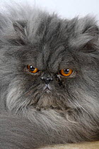 Persian Cat, tomcat, blue-smoke, face close-up