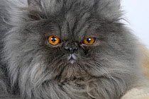 Persian Cat, tomcat, blue-smoke