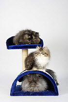 Persian Cats, tomcat, blue-smoke, and kittens on scratch board, 12 weeks
