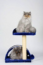Persian Cats, 5 month, blue-tortie-smoke, and tomcat on scratch board, blue-smoke