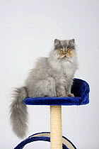Persian Cat, 5 month, blue-tortie-smoke on scratch board