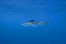 White marlin {Tetrapturus albidus} retracting dorsal and ventral fins to accelerate, off Yucatan Peninsula, Mexico, Caribbean Sea