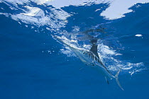 White marlin {Tetrapturus albidus} chasing teaser bait, off Yucatan Peninsula, Mexico, Caribbean Sea