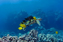Green sea turtle / honu {Chelonia mydas} being cleaned by Yellow tangs {Zebrasoma flavescens} and Goldring surgeonfish, Spotted bristletooth / kole {Ctenochaetus strigosus} Kona Coast, Hawaii Island,...