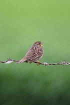 Corn bunting (Miliaria /Emberiza calandra) perched on barbed wire fence, singing, UK