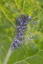 Cabbage aphids (Brevicoryne brassicae) on cabbage leaf, UK