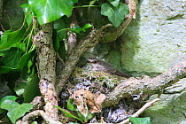 Spotted flycatcher (Muscicapa striata) on nest amongst Ivy, UK