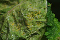 Red currant blister aphids (Cryptomyzus ribis) feeding on underside of leaf, UK