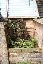 Gardener filling a compost bin, mixing the material by moving from bin to bin, UK, model released