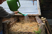 Gardener filling a compost bin, adding water to dampen the dry straw, UK