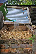 Gardener filling a compost bin, adding water to dampen the dry straw, UK, model released