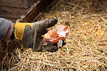 Gardener adding crushed egg shells to compost bin, UK