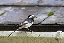 Pied wagtail (Motacilla alba yarrellii) perched on roof gutter with insect prey, UK