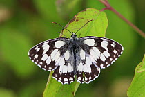 Marbled white butterfly (Melanargia galanthea) at rest, UK