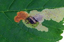Horse chestnut leaf miner (Cameraria ohridella) showing caterpillar in mine, UK