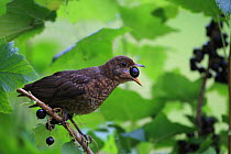 Blackbird (Turdus merula) juvenile feeding on Blackcurrant fruit (Ribes sp), UK