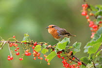 Robin (Erithacus rubecula) perching amongst Redcurrant berries (Ribes sp), UK