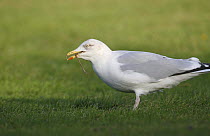 Herring gull (Larus argentatus) feeding on worm on lawn, UK