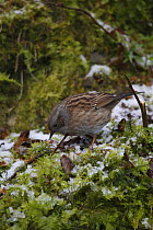 Dunnock / Hedge sparrow (Prunella modularis) feeding amongst snow on moss, UK