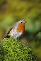 Robin (Erithacus rubecula) perched on moss, UK