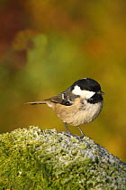 Coal tit (Periparus ater) perched on moss, UK
