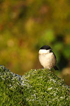 Willow tit (Poecile montanus) perched on moss, UK