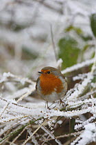 Robin (Erithacus rubecula) perched in frost, UK
