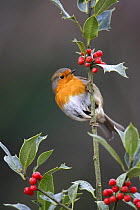 Robin (Erithacus rubecula) perched on Holly, UK
