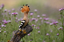 Hoopoe {Upupa epops} perched with crest raised, Spain