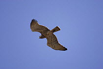 Short-toed snake eagle (Circaetus gallicus) dark form in flight on migration across the Straits of Gibraltar, Spain