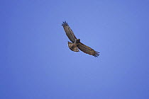 Short toed eagle {Circaetus gallicus} in flight on migration across the Straits of Gibraltar, Spain