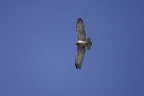 Short toed eagle {Circaetus gallicus} in flight on migration across the Straits of Gibraltar, Spain