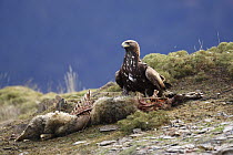 Golden eagle {Aquila chrysaetos} feeding on Chamois carcass, Ordesa NP, Spain