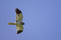 Hen harrier {Circus cyaneus} male in flight, calling, Spain