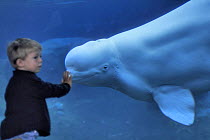 Child at aquarium interacting with White / Beluga whale {Delphinapterus leucas} Canada
