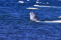 White / Beluga whale calf {Delphinapterus leucas} surfacing in shallow inlet, Canadian Arctic