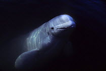 White / Beluga whale {Delphinapterus leucas} underwater, Canadian Arctic