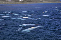 Large pod of White / Beluga whales {Delphinapterus leucas} surfacing in shallow inlet, Canadian Arctic