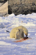 Polar bear {Ursus maritimus} mother and cub feeding on carcass, Canadian Arctic