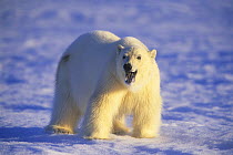 Polar bear {Ursus maritimus} on ice, Canadian Arctic. Mout open showing black tongue